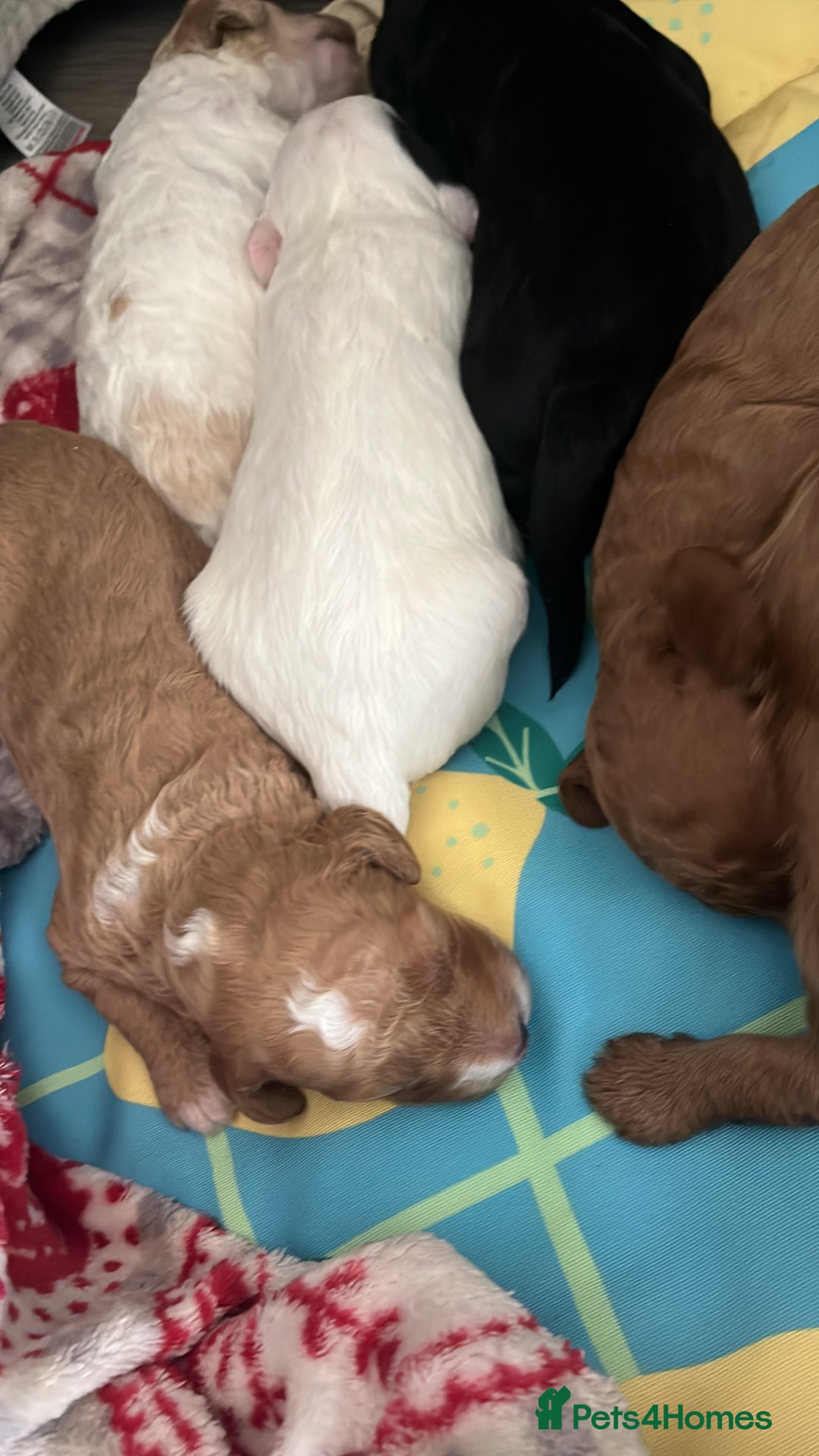 Mixed Breed dogs for sale: Beautiful puppies  - Image 6