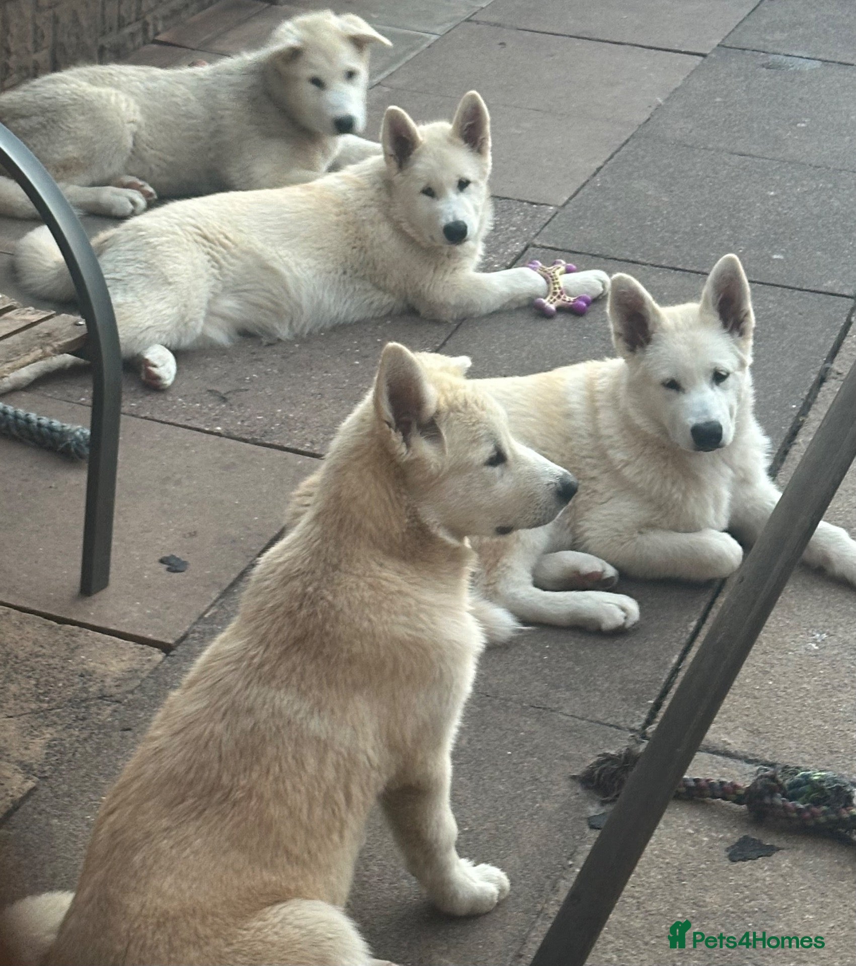 Alaskan Malamute dogs 2 females and 2 males left - Advert 2