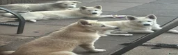 Alaskan Malamute dogs for sale: 2 females and 2 males left - Advert 17