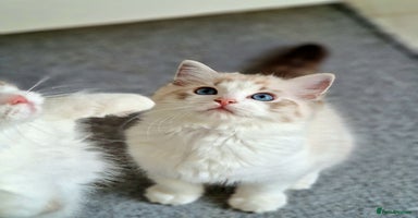 Ragdoll cats - Advert 11