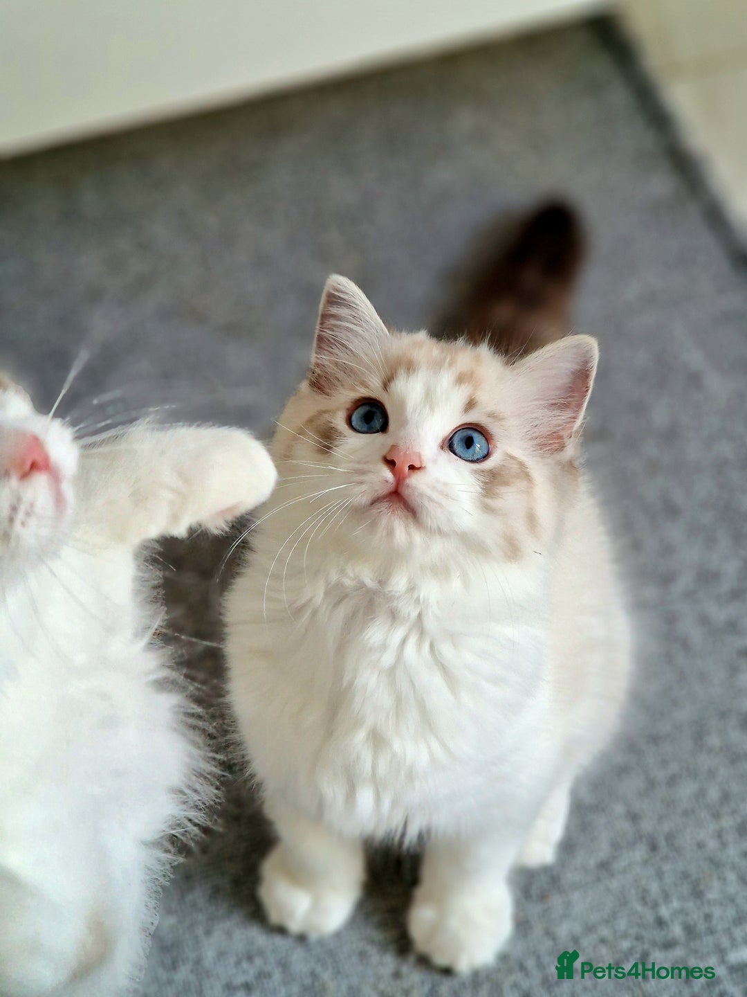 Ragdoll cats for sale: TICA seal lynx bicolour ragdoll kitten  - Image 6