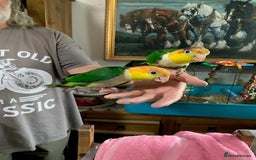 Parrots birds for sale: Green Thighed Caique baby - Image 3