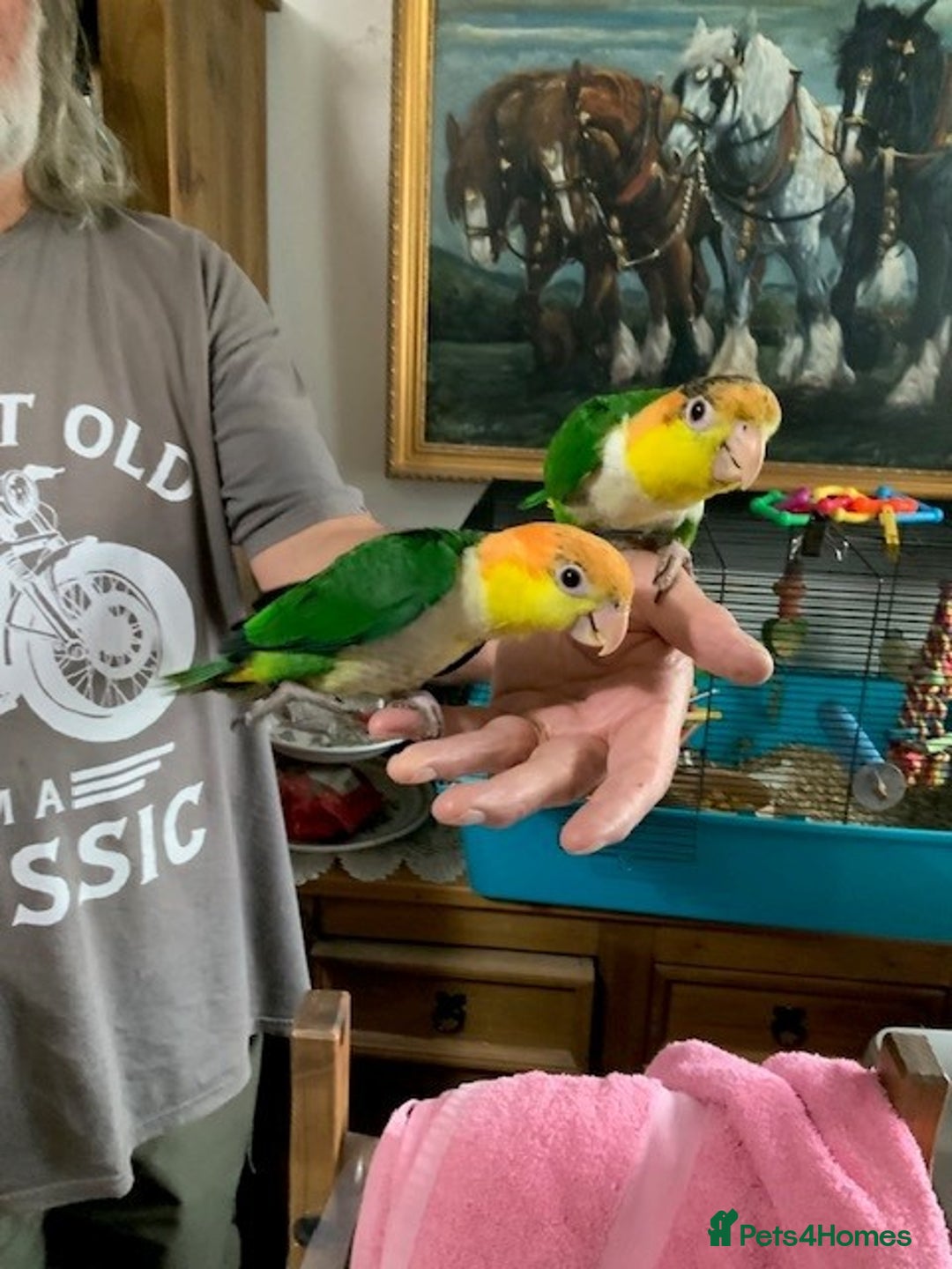 Parrots birds for sale: Green Thighed Caique baby - Image 3