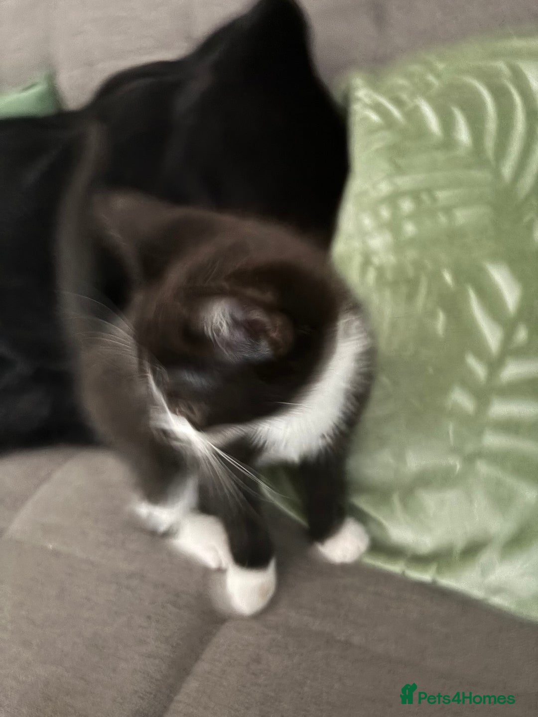 Mixed Breed cats for sale: Adorable kitten - Image 4