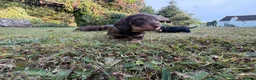 Dachshund dogs for sale: KC Regestered Teckel puppies in Cardiff - Advert 18