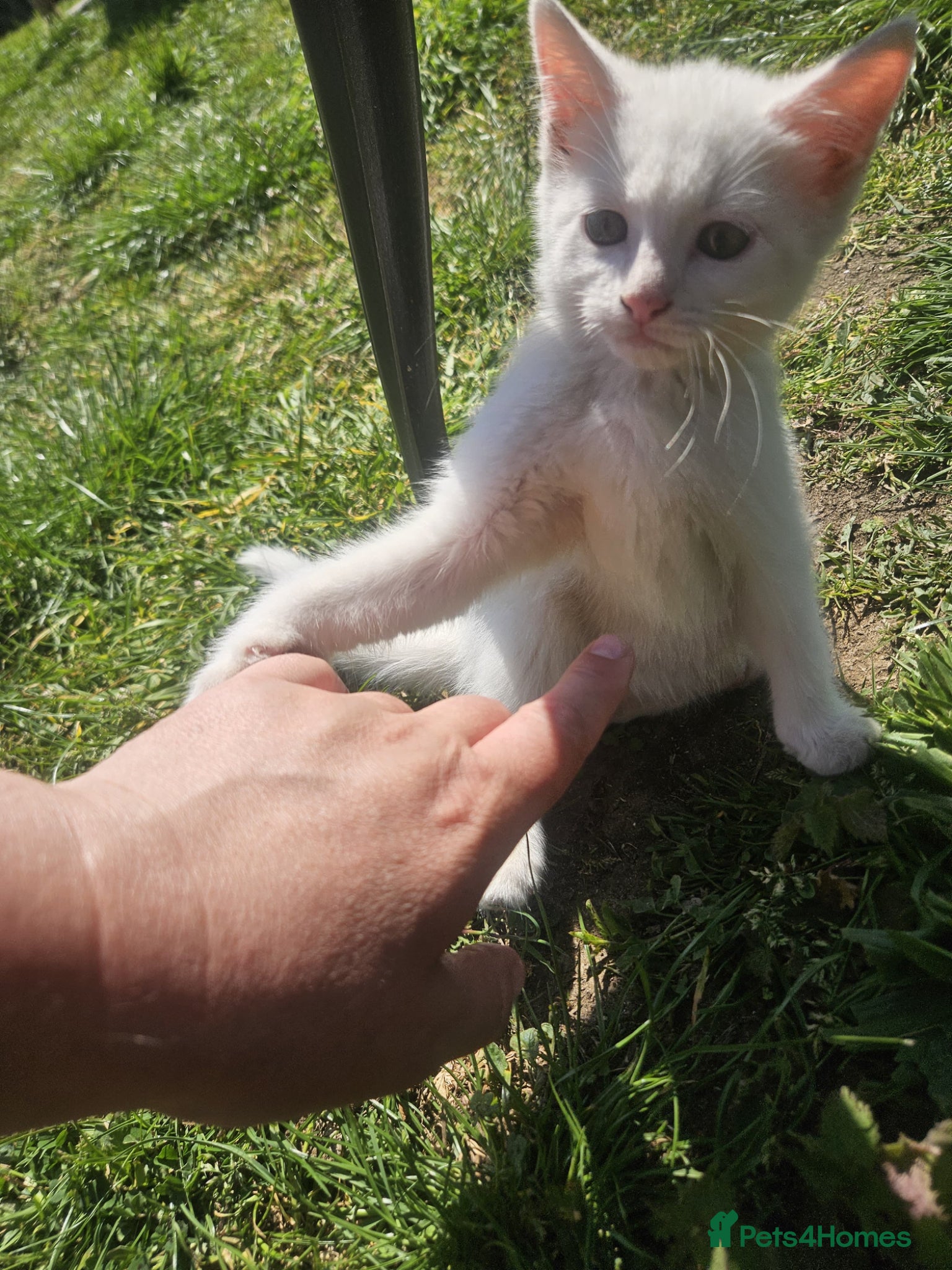 Mixed Breed cats Adorable&Super friendly kittens 🐈‍⬛  - Advert 14