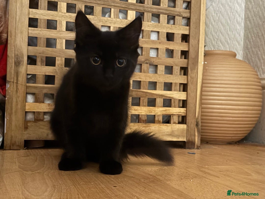 Mixed Breed cats for sale: 3 Kittens ready ASAP  - Image 3