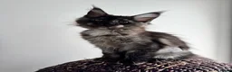 Maine Coon cats for sale: Black Smoke XL Maine Coon Female TICA Registered - Advert 16