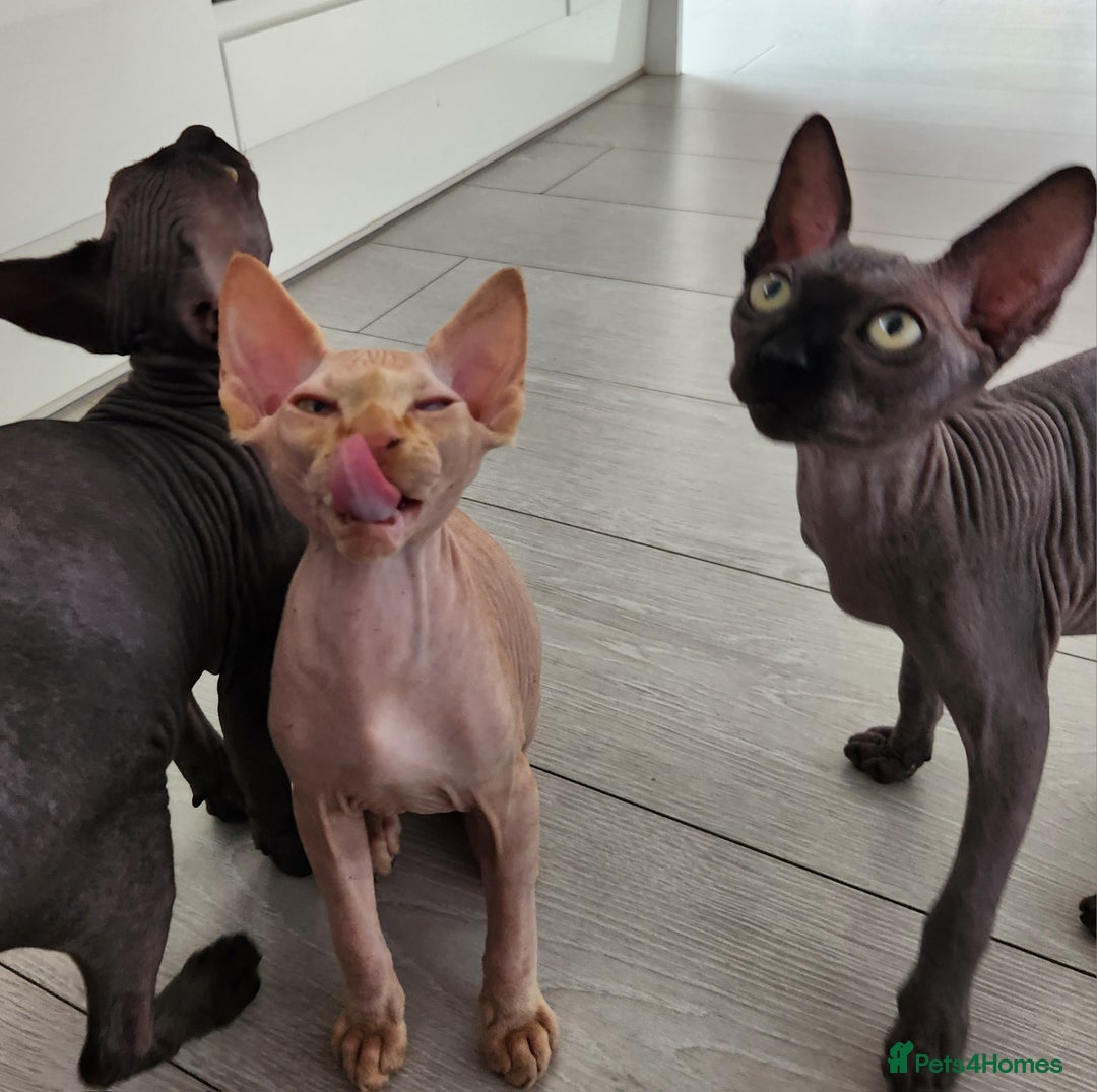 Sphynx cats for sale: 3 Lovely Canadian Sphynx kittens - Image 25