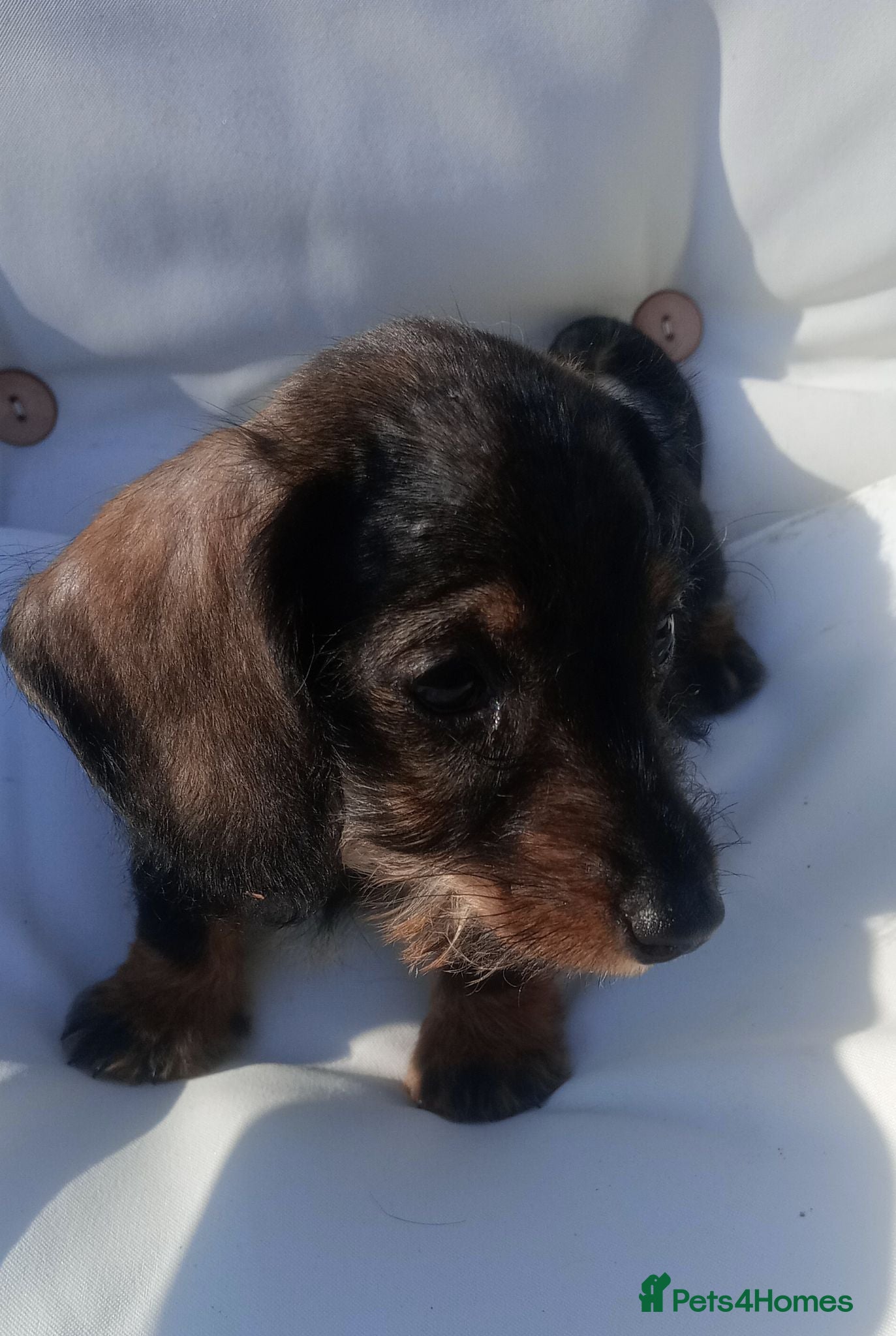 Miniature Dachshund dogs READY Beautiful miniature wire haired dachshund  - Advert 13