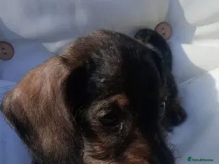 Miniature Dachshund dogs READY Beautiful miniature wire haired dachshund - Advert 13