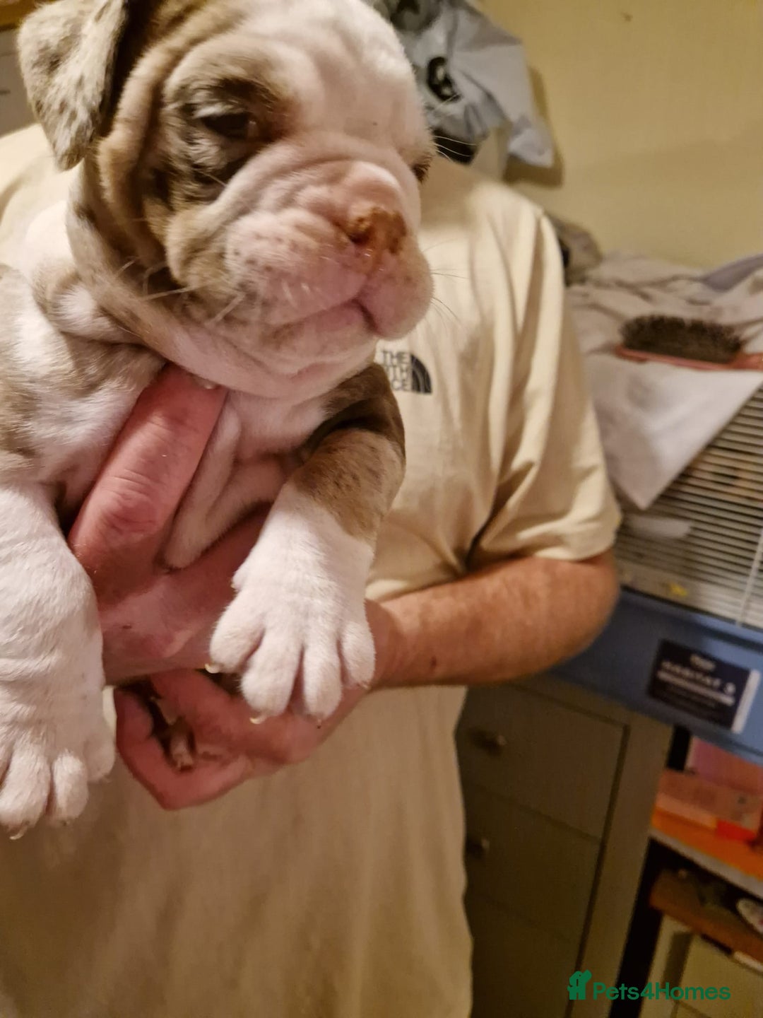 Olde English Bulldogge dogs for sale: Old English bulldog puppies GENERATIONAL - Advert 37