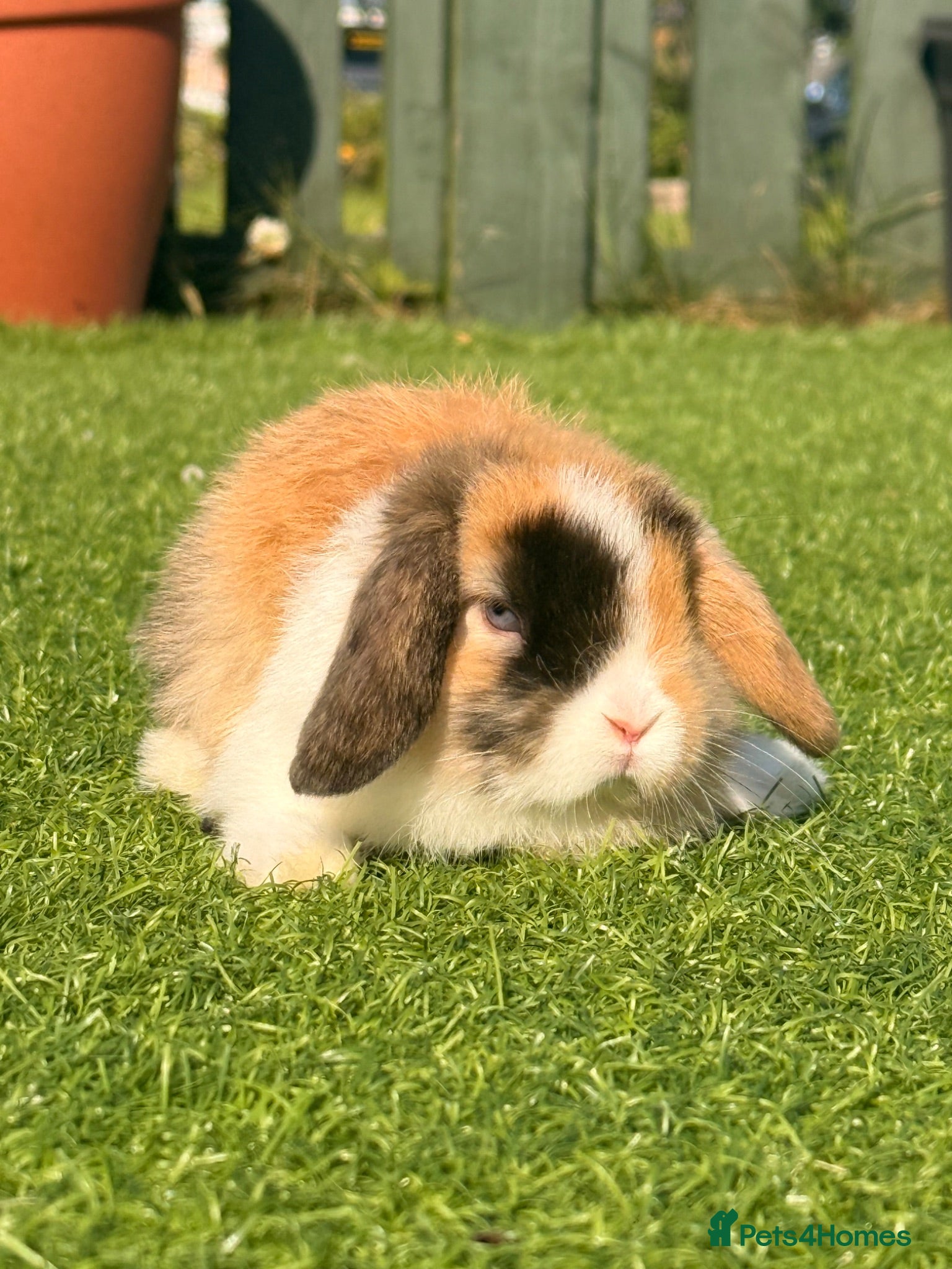Mini Lop rabbits Beautiful small mini lop babies  - Advert 4