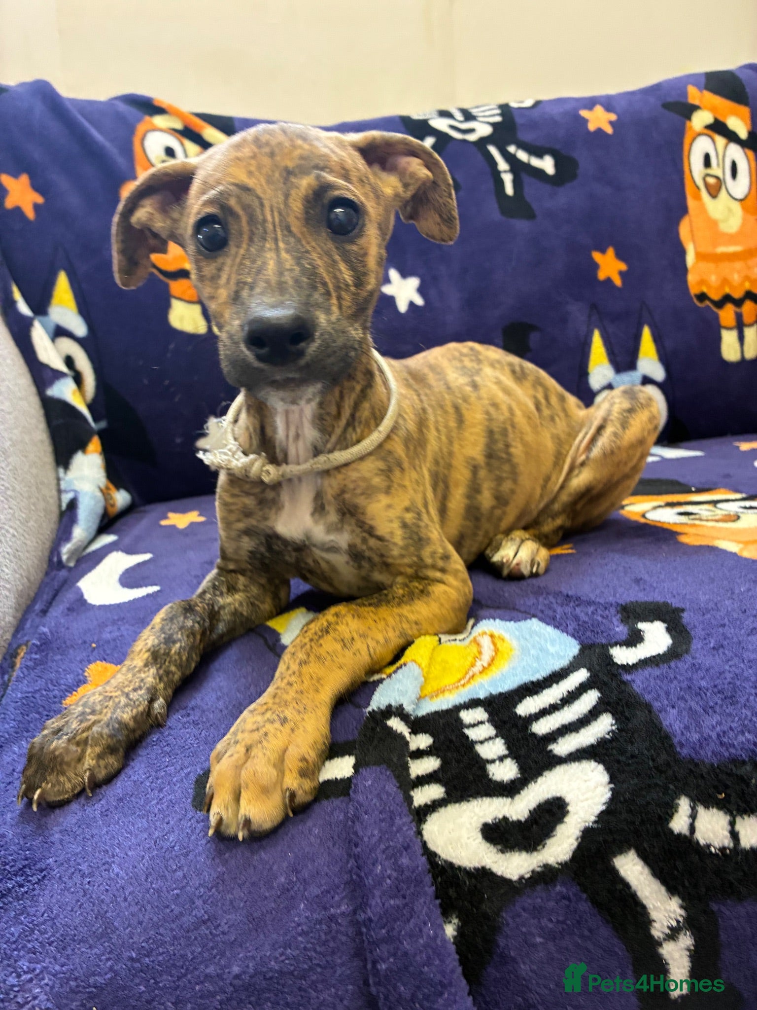 Mixed Breed dogs Lurcher cross puppies  - Advert 2