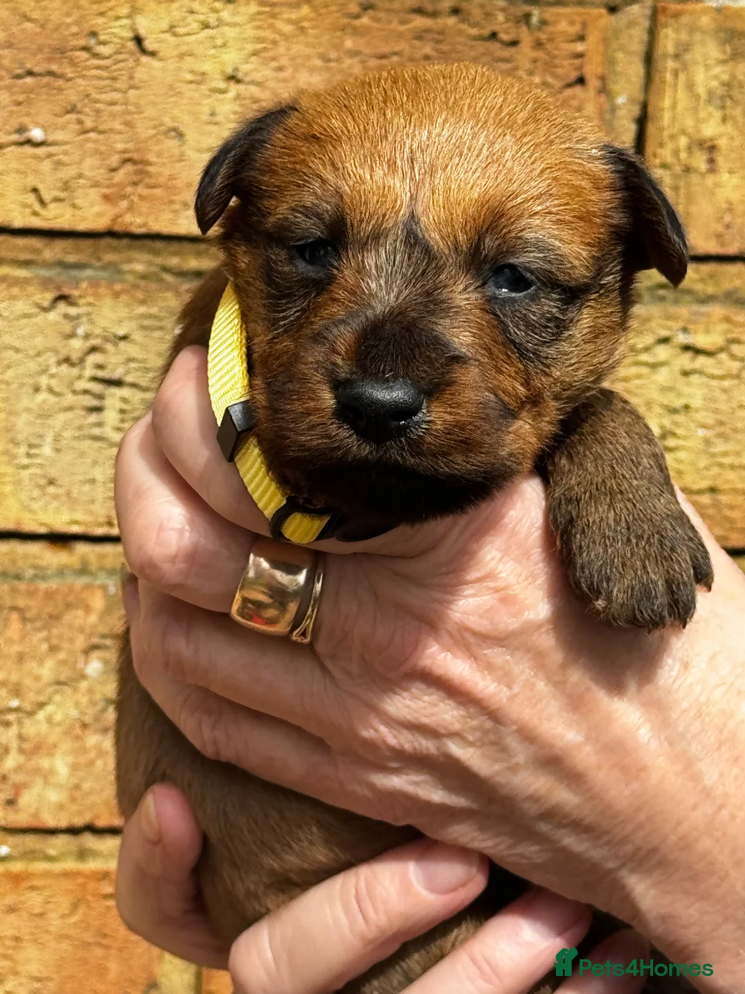 Irish Terrier dogs for sale: ⭐️ KC REG Irish terrier pups ⭐️ in Leicester - Advert 2