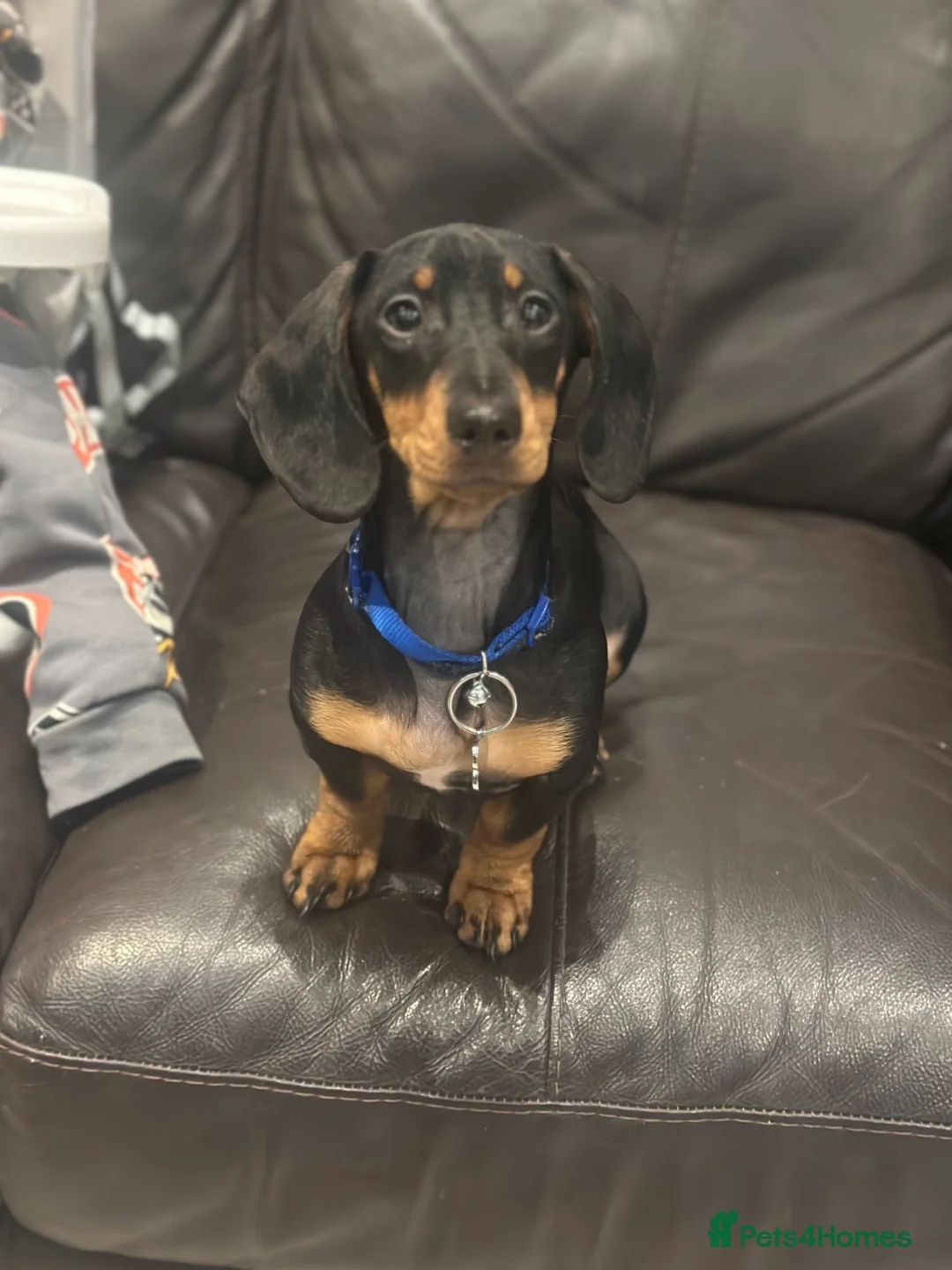 Miniature Dachshund dogs for sale: Mini dashound  - Advert 6