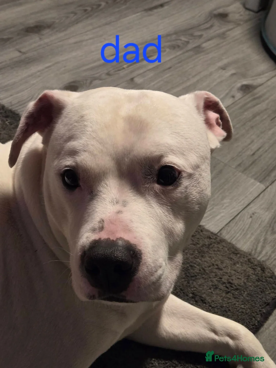 Mixed Breed dogs for sale: Irish Staffy x American bulldog puppies  - Advert 3