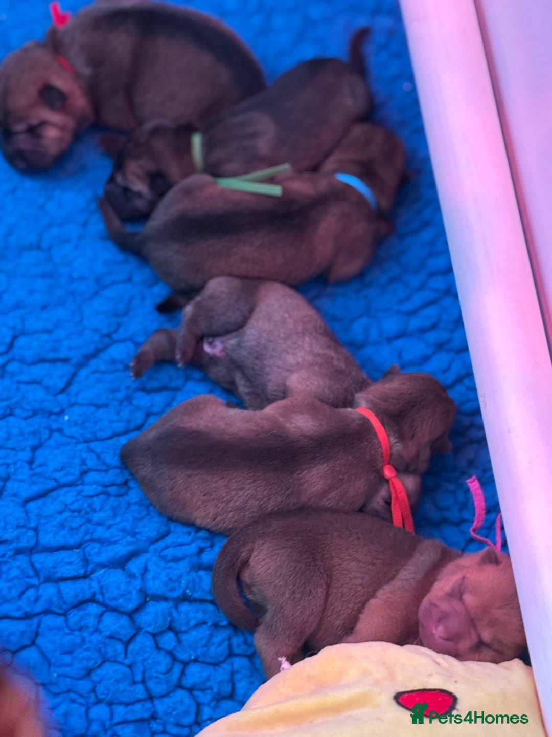 Shar Pei dogs for sale: 5⭐️ LICENSED BREEDER Show kennels , - Image 4