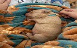 Labrador Retriever dogs for sale: Fox red labradors available now  - Advert 14