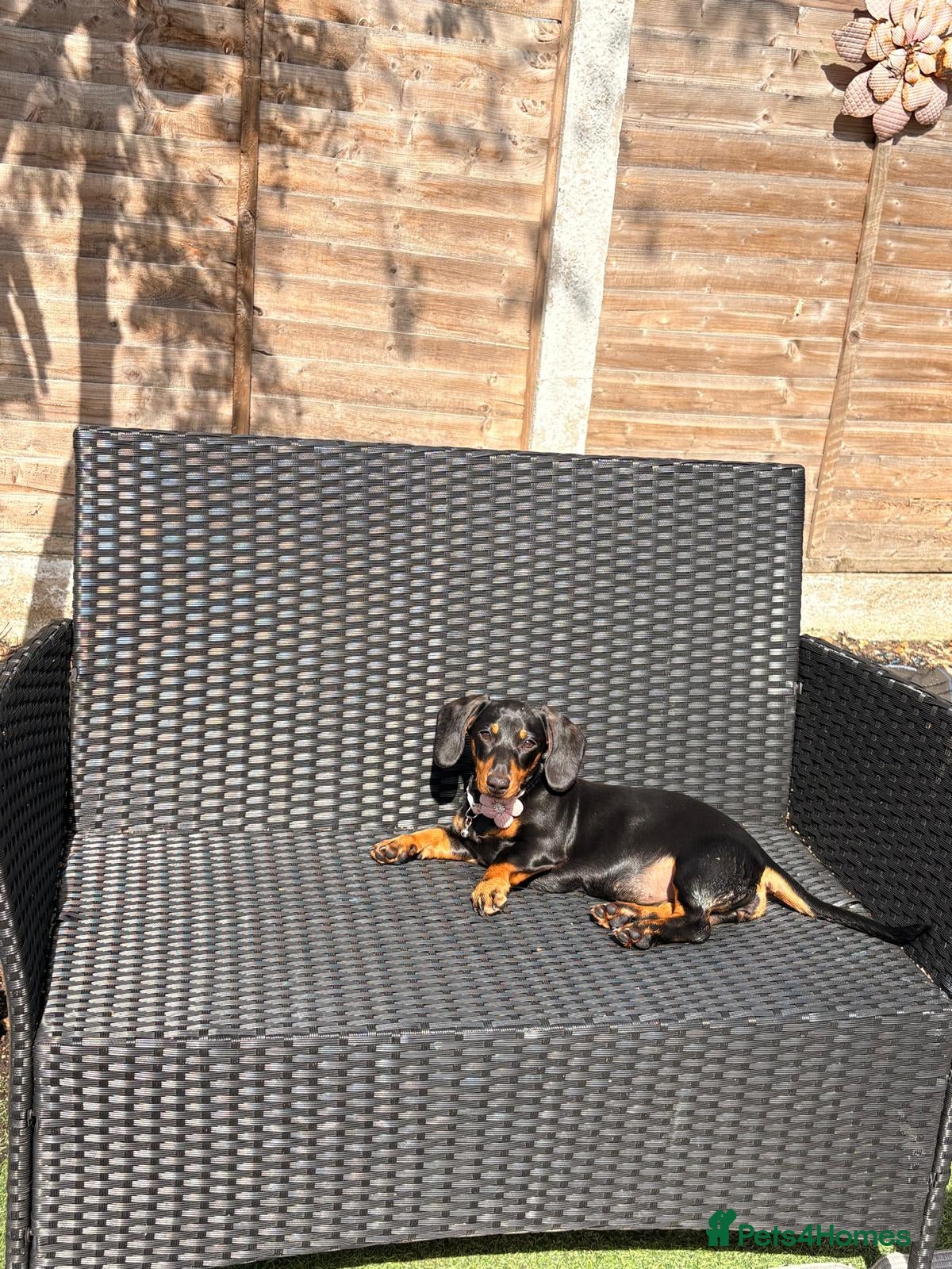 Dachshund dogs 🐾 Beautiful Black & Tan Miniature Dachshund  🐾 - Advert 1