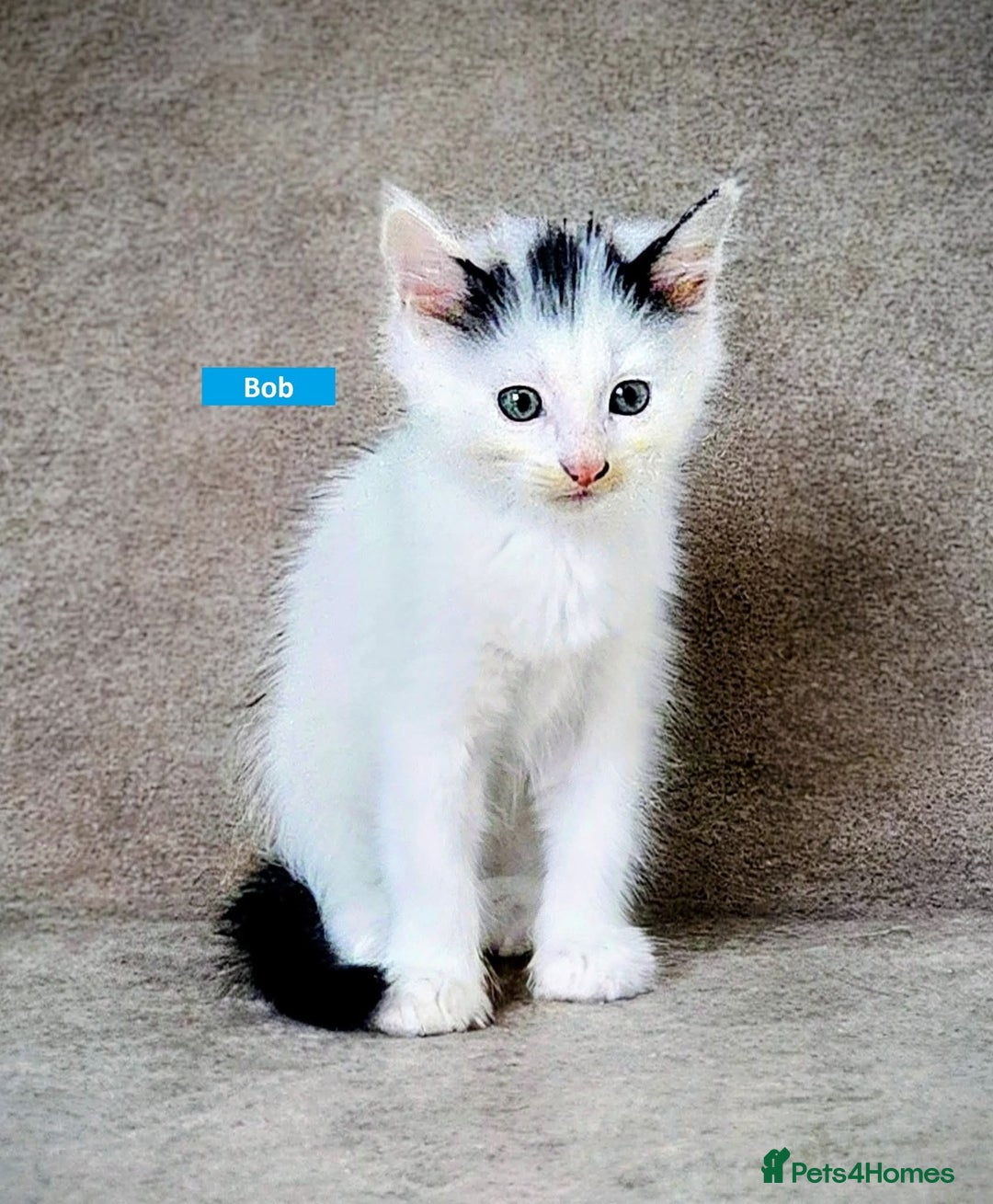 Mixed Breed cats for sale: 3 beautiful black and white kittens - Image 2