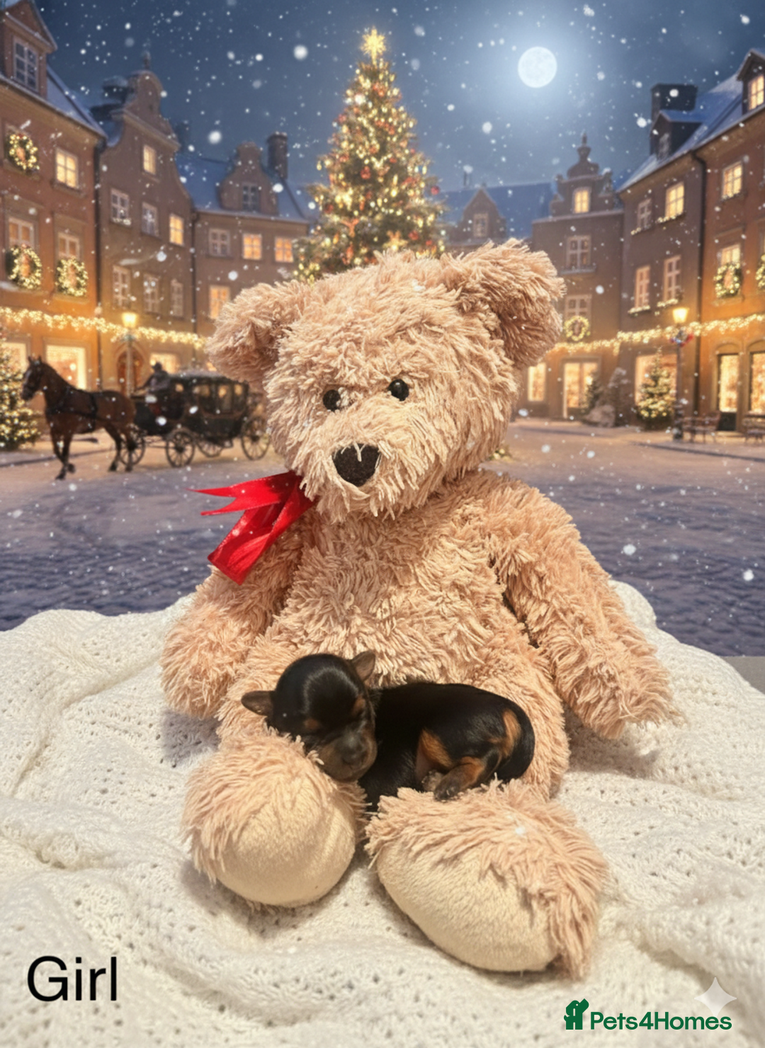 Yorkshire Terrier dogs for sale: Yorkshire terrier  - Advert 26