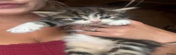 Mixed Breed cats for sale: 5 beautiful kittens looking for loving homes ❤️ - Advert 8