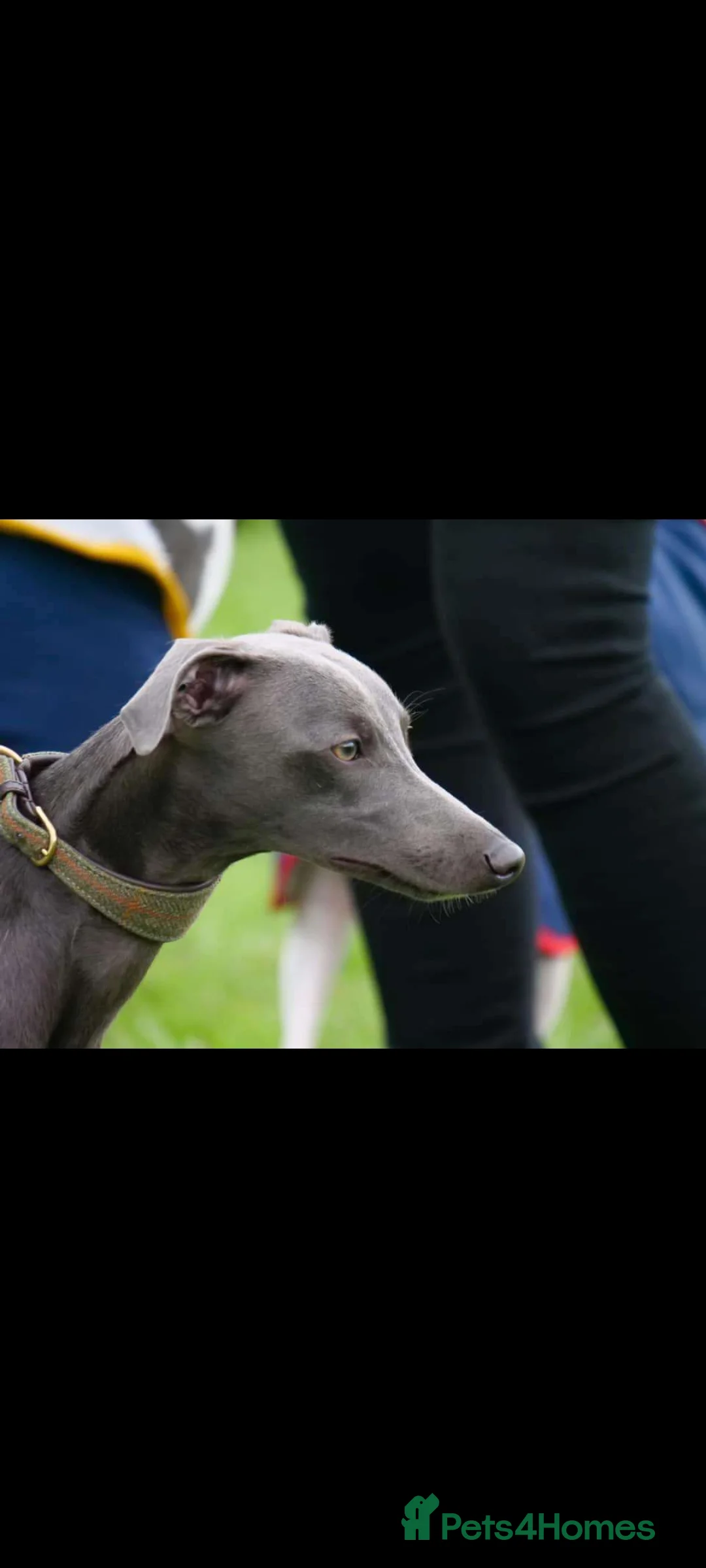 Whippet dogs for stud: Small 19",heart test clear,Full Blue Kc reg stud in Bishop Auckland - Advert 3