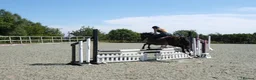 Connemara horses for sale: Dancer  - Advert 8