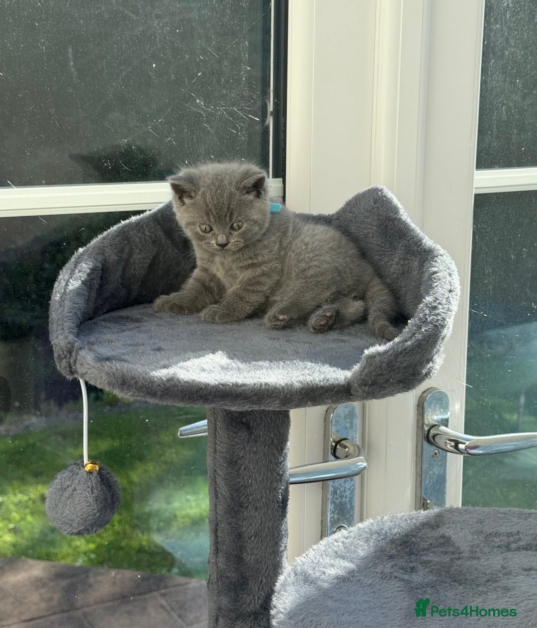 British Shorthair cats for sale: 5 playful blue British short hair kittens  - Image 13