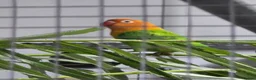 Lovebirds birds for sale: DNA sexed Male Female Lovebirds in Birmingham - Advert 2