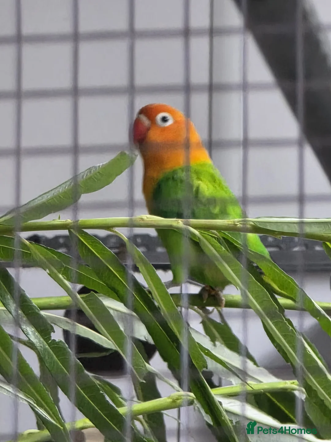 Lovebirds birds for sale: DNA sexed Male Female Lovebirds in Birmingham - Advert 2