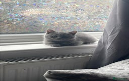British Shorthair cats for sale: Beautiful British blue boy - Image 1