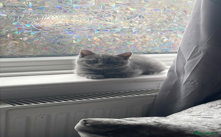British Shorthair cats - Advert 8