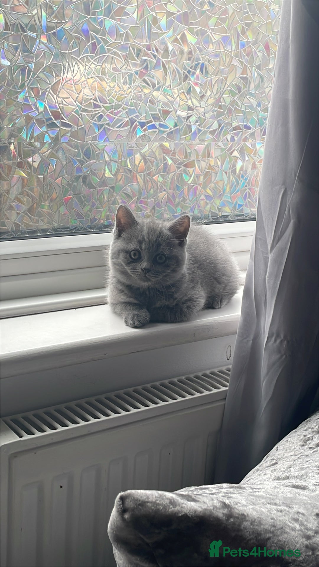 British Shorthair cats for sale: Beautiful British blue boy - Image 1