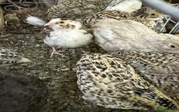 Quail poultry for sale: Coturnix quail  - Image 6