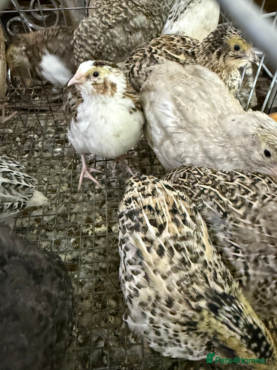 Quail poultry for sale: Coturnix quail  - Image 6