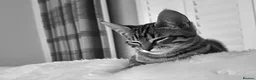 Mixed Breed cats for sale: Handsome Freddie in Camberley - Advert 2