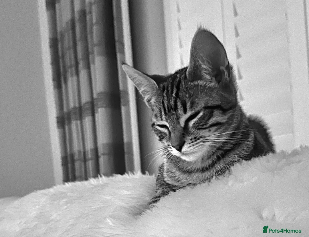 Mixed Breed cats for sale: Handsome Freddie in Camberley - Advert 2