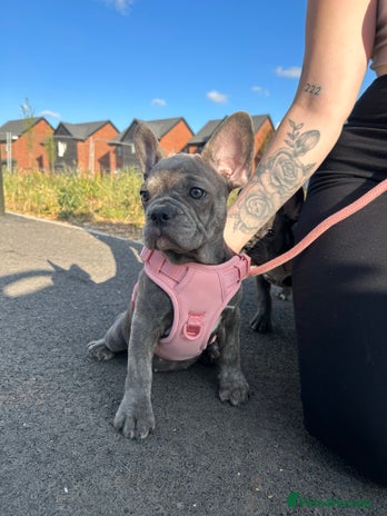 French Bulldog dogs in Belper - Advert 9