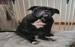 English Bulldog dogs for adoption: Lulu  - Image 2