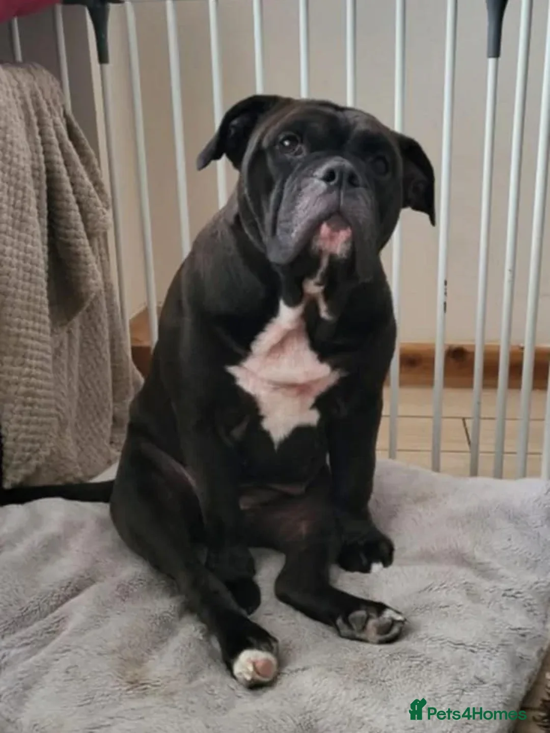 English Bulldog dogs for adoption: Lulu  - Image 2