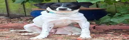 Mixed Breed dogs for adoption: Bruna - Hempnall Norfolk  in Norwich - Advert 3