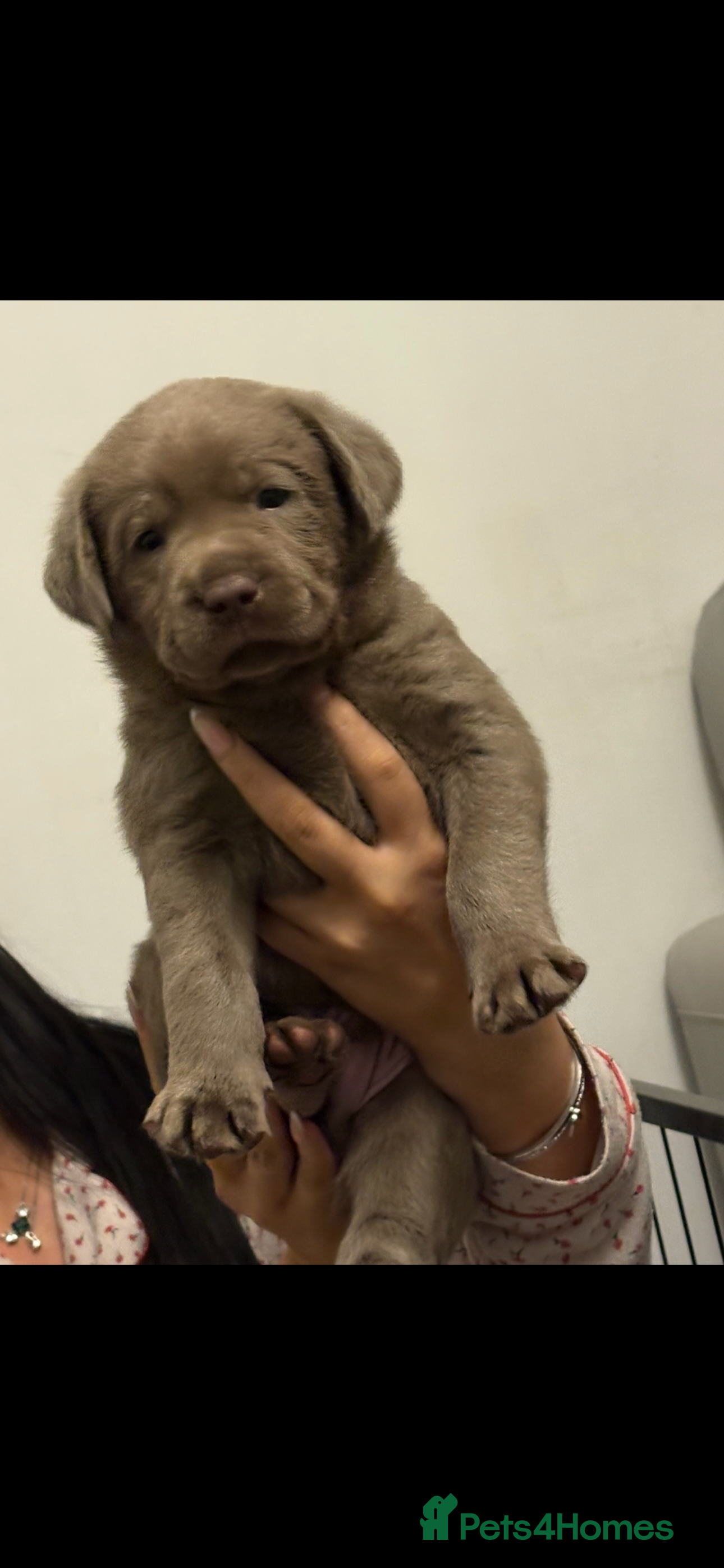 Labrador Retriever dogs KC silver Labrador (last girl remaining) orange  - Advert 4