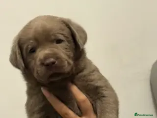 Labrador Retriever dogs KC silver Labrador (last girl remaining) orange - Advert 4