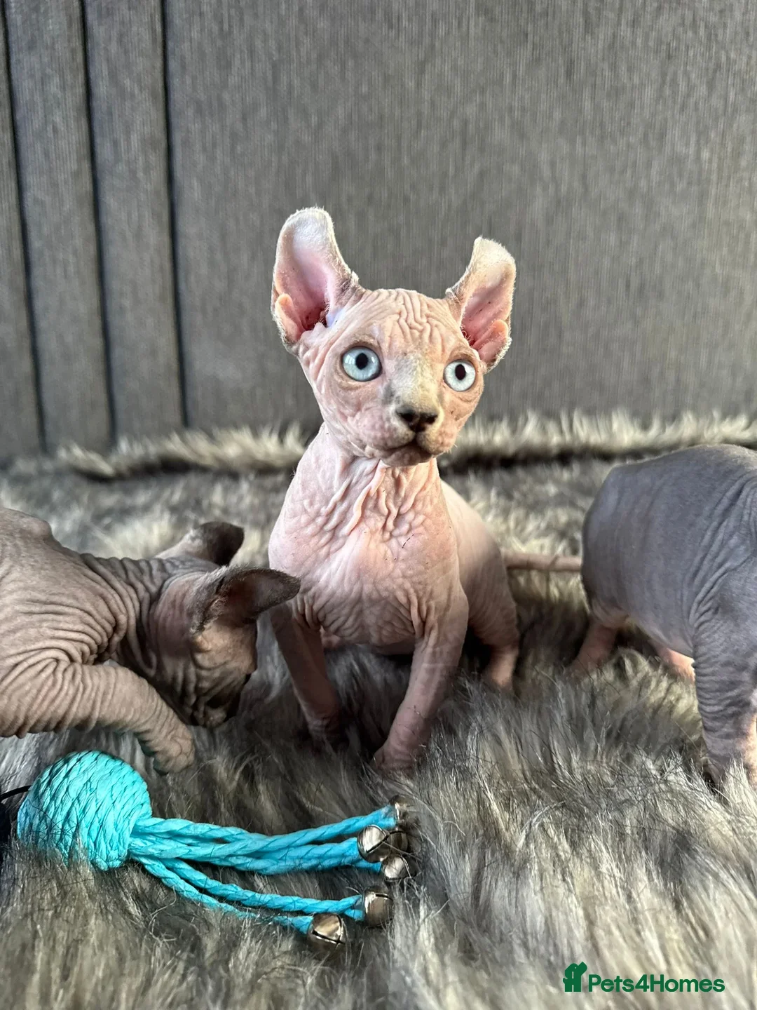 Sphynx cats for sale: Beautiful Male and Female Elf Sphynx Kittens  in Market Rasen - Image 7
