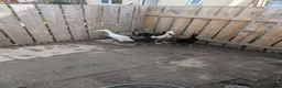 Ducks poultry for sale: Runner ducks (mixed) in Blyth - Advert 1