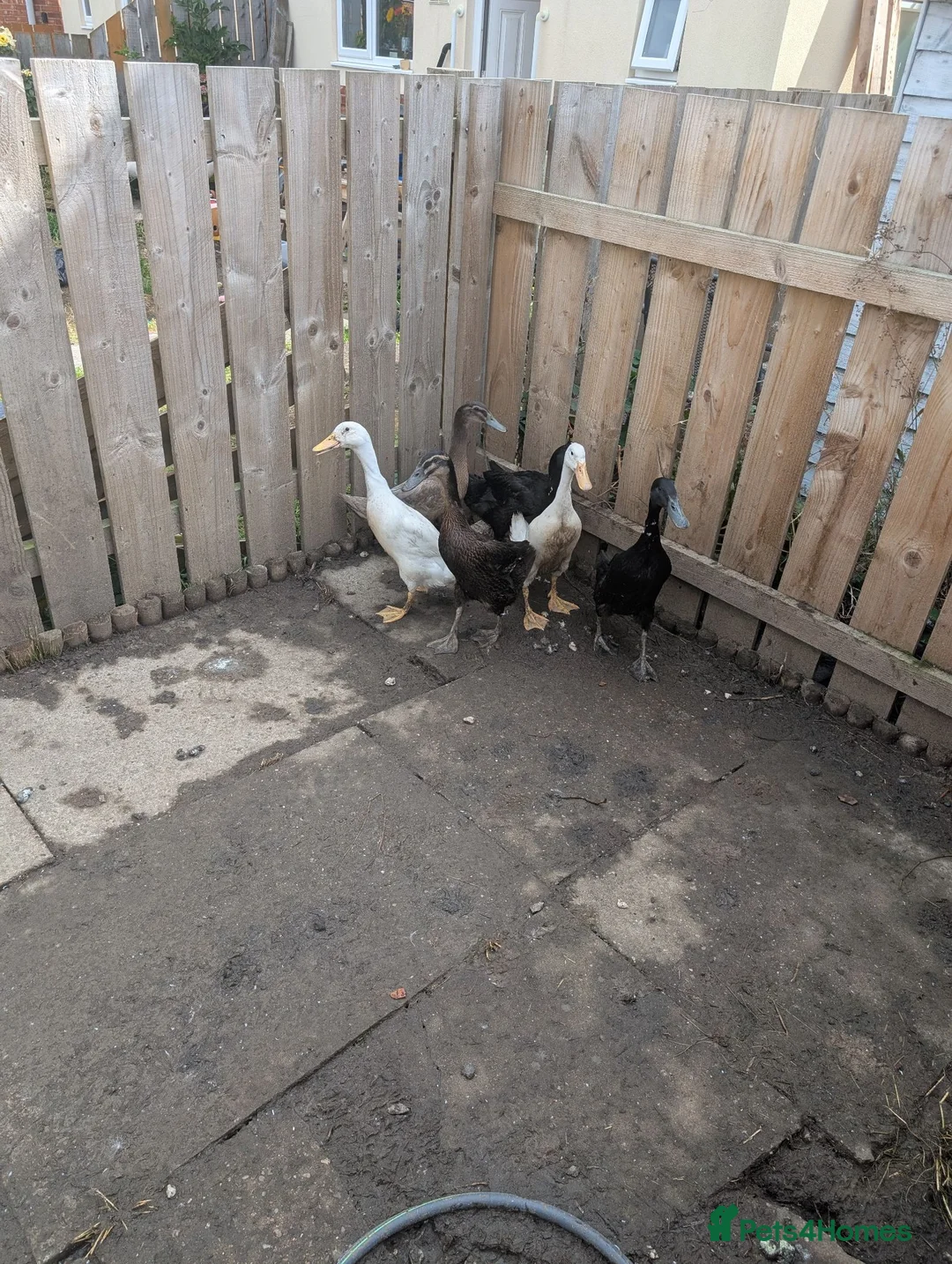 Ducks poultry for sale: Runner ducks (mixed) in Blyth - Advert 1