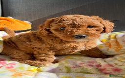 Labradoodle dogs for sale: Mini Red Labradoodle 🧬 clear  - Image 7
