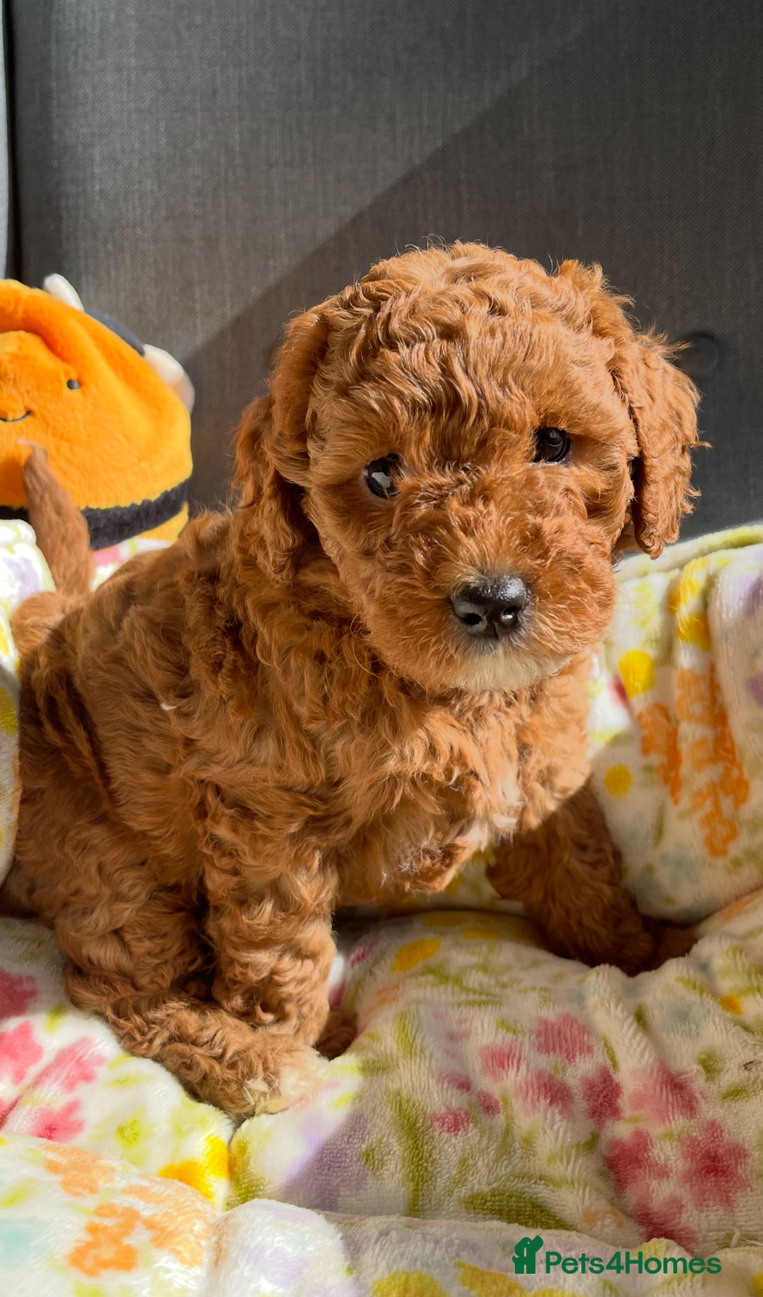 Labradoodle dogs for sale: Mini Red Labradoodle 🧬 clear  - Image 7